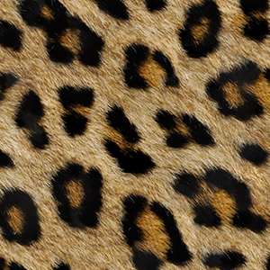 LEOPARD