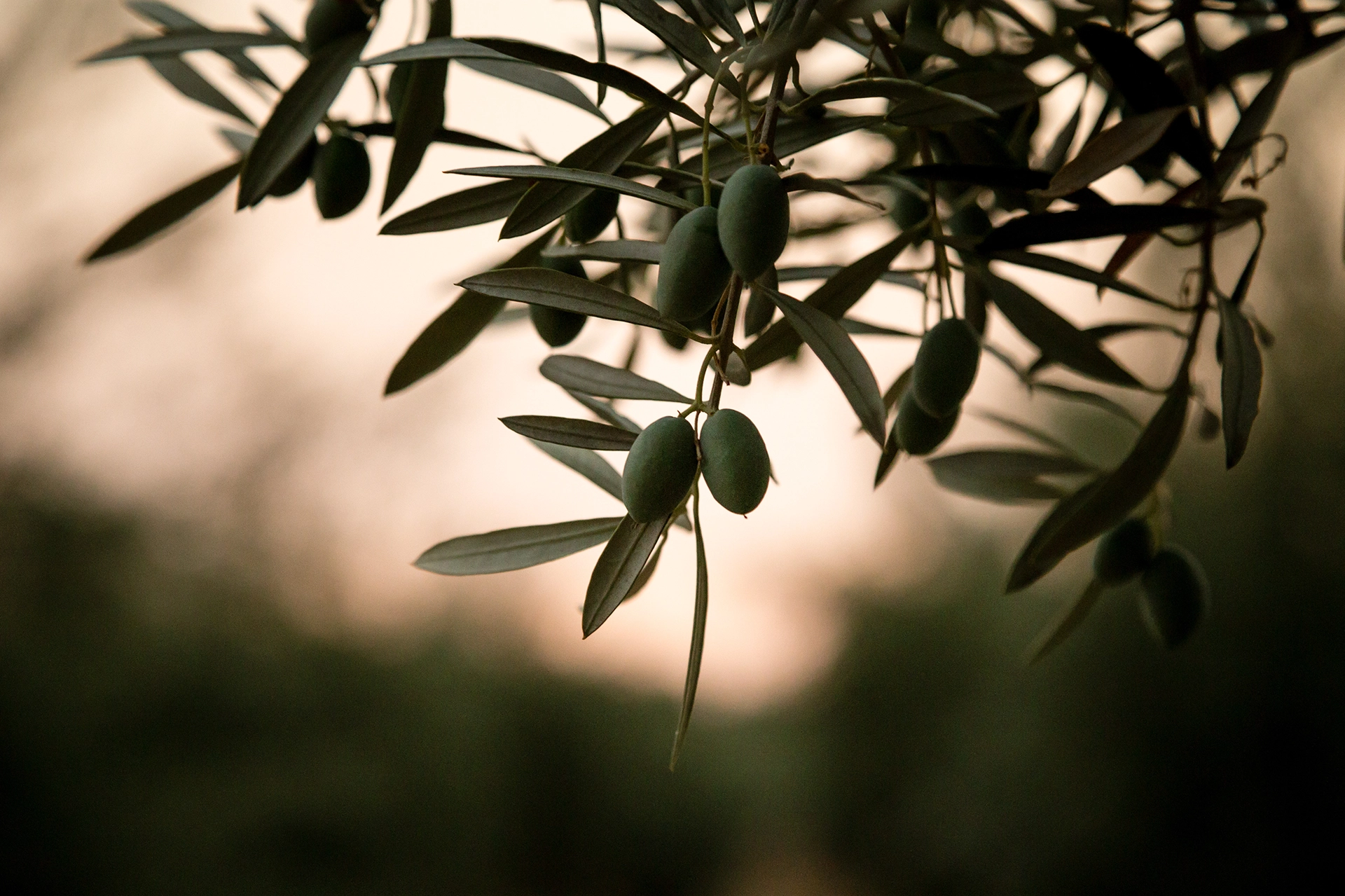 Przykładowe zestawienia kolorów Olive Garden – panele akustyczne